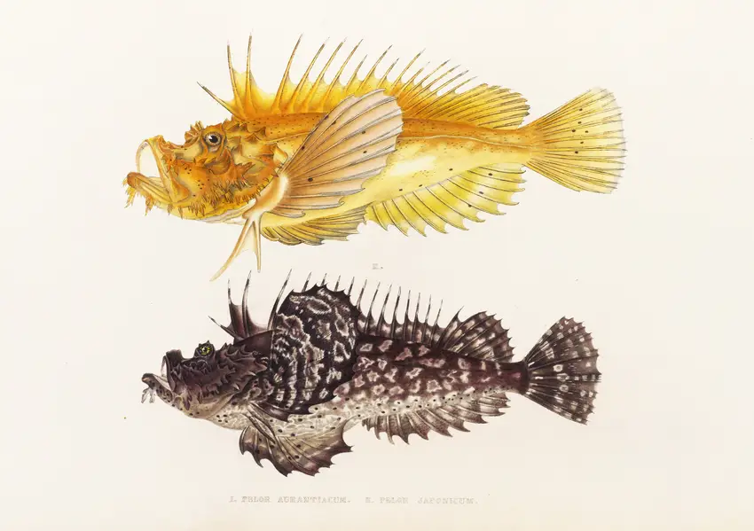 Fauna japonica Pl.029 (1833-1850) by Philipp Franz Balthasar von Siebold